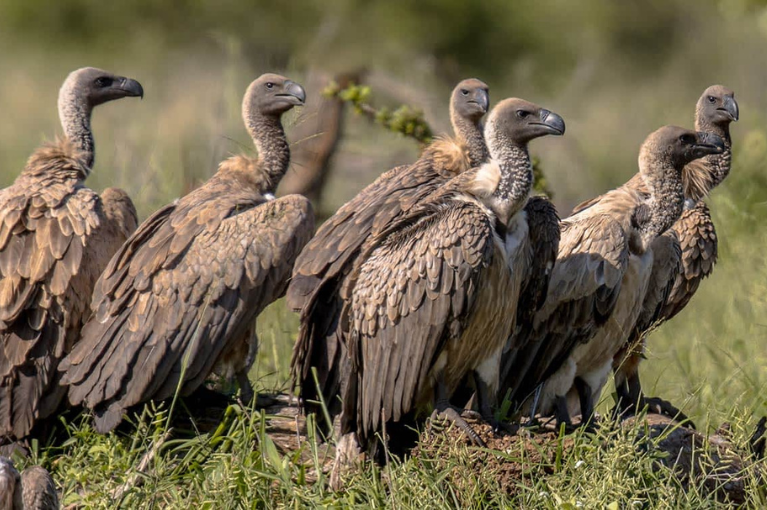 Birding in Serengeti National Park