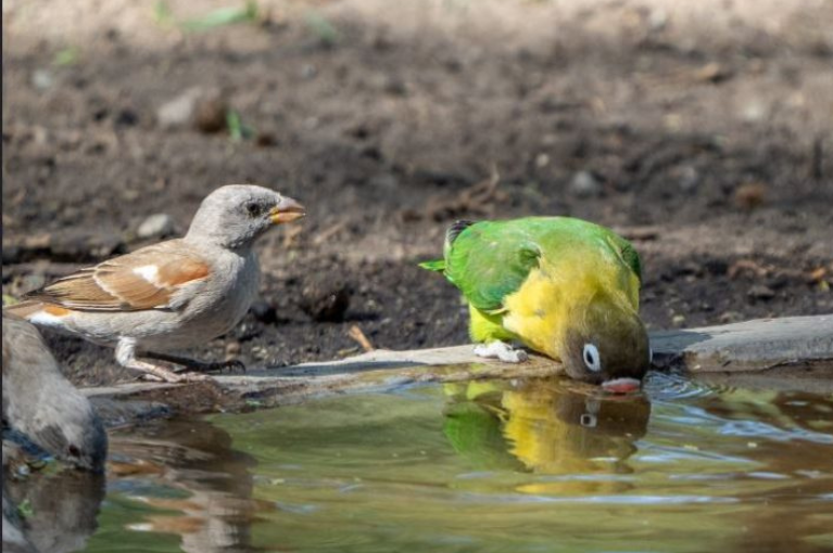 Birding in Tarangire National Park