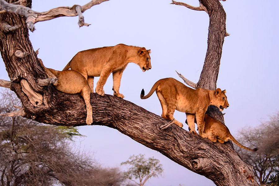 Tree climbing lions in Lake Manyara National Park