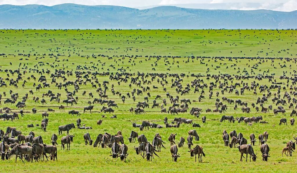 14 days self drive Tanzania Safari