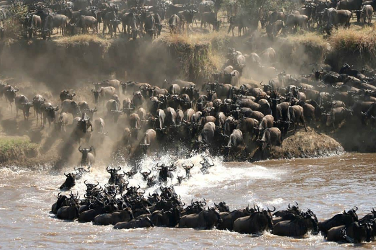 Wildebeest migration in Serengeti National