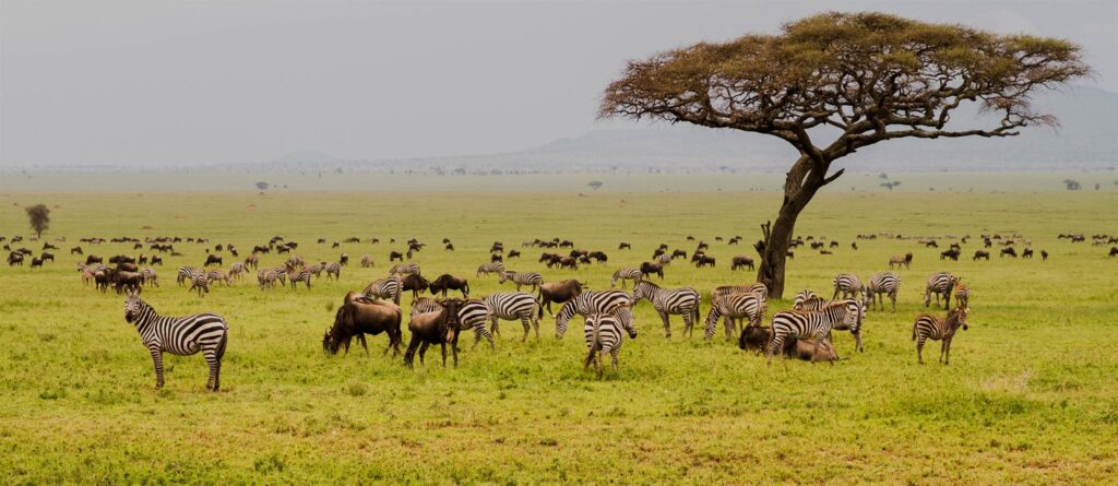 Self drive in Serengeti National Park