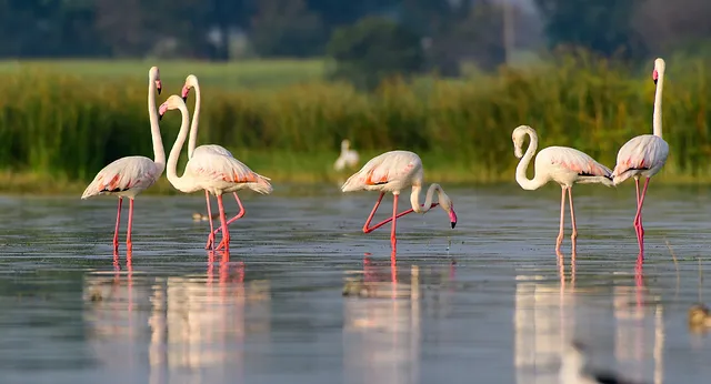 Self Drive in Lake Manyara National Park