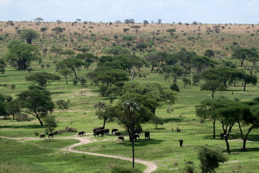 Self drive in Tarangire National Park