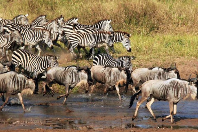 wildlife in Tarangire National Park